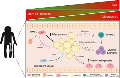 The Implications of Bone Marrow Adipose Tissue on Inflammaging